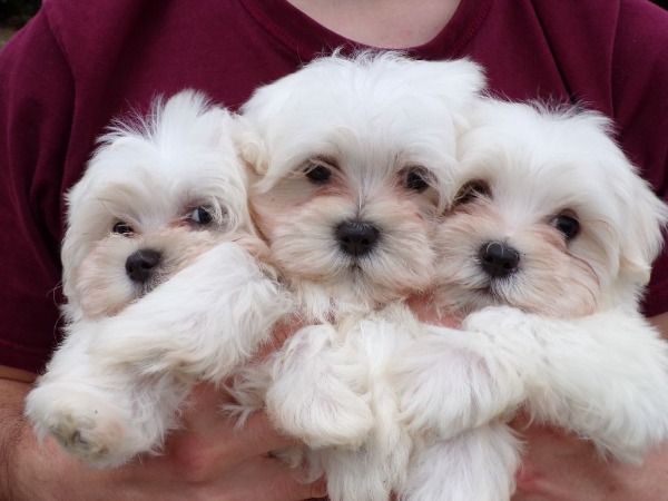 Magnifique portée de bichon maltais pure race