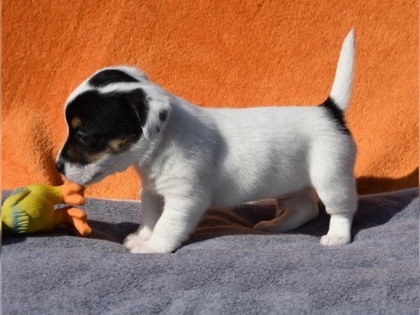 süsse Jack Russell Terrier Welpen süsse Jack Russell Terrier Welpen