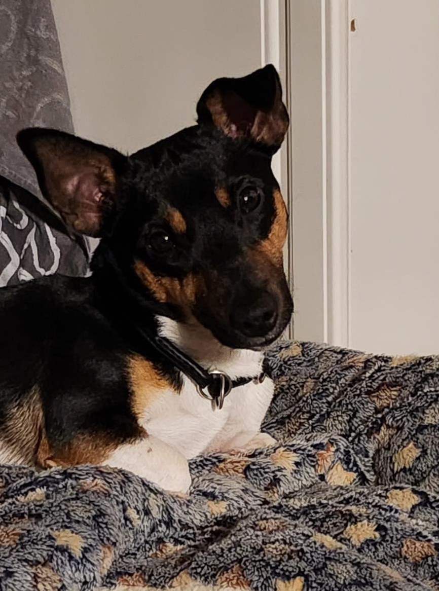 Jack Russell Deckrüde für Paarung Jack Russell Deckrüde für Paarung