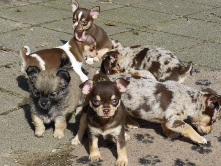 Liebe Chihuahuawelpen in Lang- und Kurzhaar