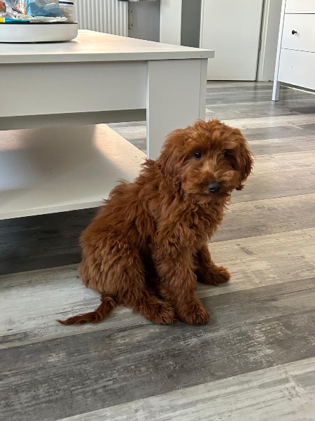 Maltipoo Hündin Maltipoo Hündin