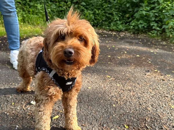 Maltipoo Hündin