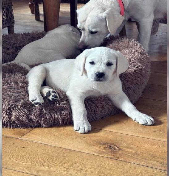 Abgabebereit: 2 schmusige Labrador Retriever Welpen Rüden weiss mit Top-Genetik und Ahnentafel
