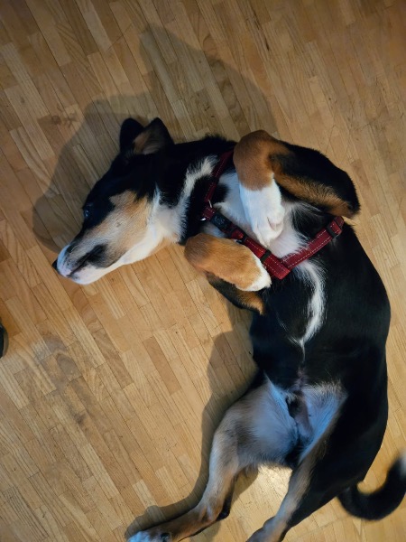 Hund zu verkaufen