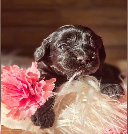 Sie möchten einen Maltipoo kaufen? - Wir haben Welpen Sie möchten einen Maltipoo kaufen? - Wir haben Welpen
