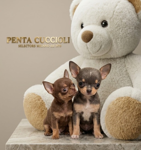 chihuahua toy cuccioli - welpen chihuahua toy chihuahua toy cuccioli - welpen chihuahua toy