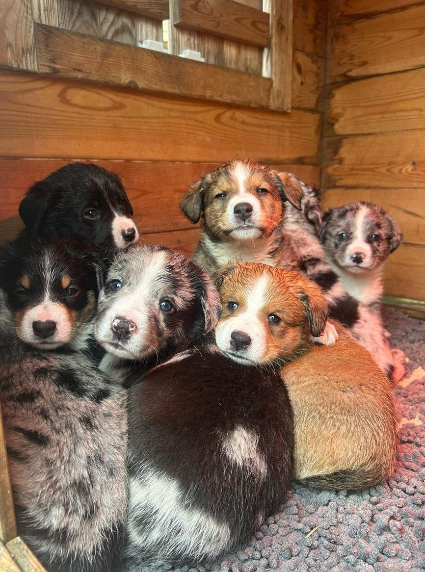 Wunderschöne Mix Welpen suchen neues Zuhause