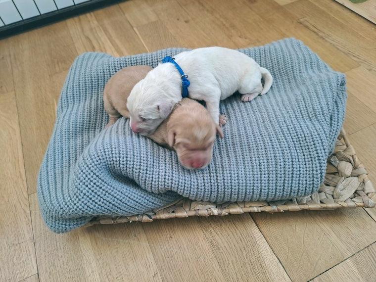 Labradoodle Welpen F1 Standard