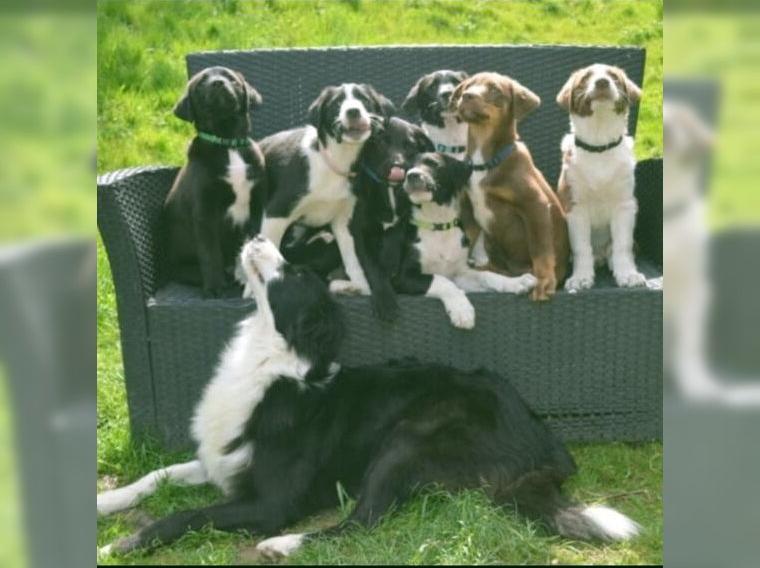 Wurfankündigung Aussiedor (Australian Shepherd x Labrador Retriever)