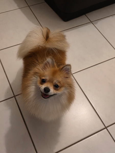 Zwergspitz Lilly sucht ein neues Zuhause
