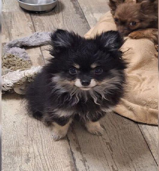 Hübscher Pomchi Welpe abzugeben