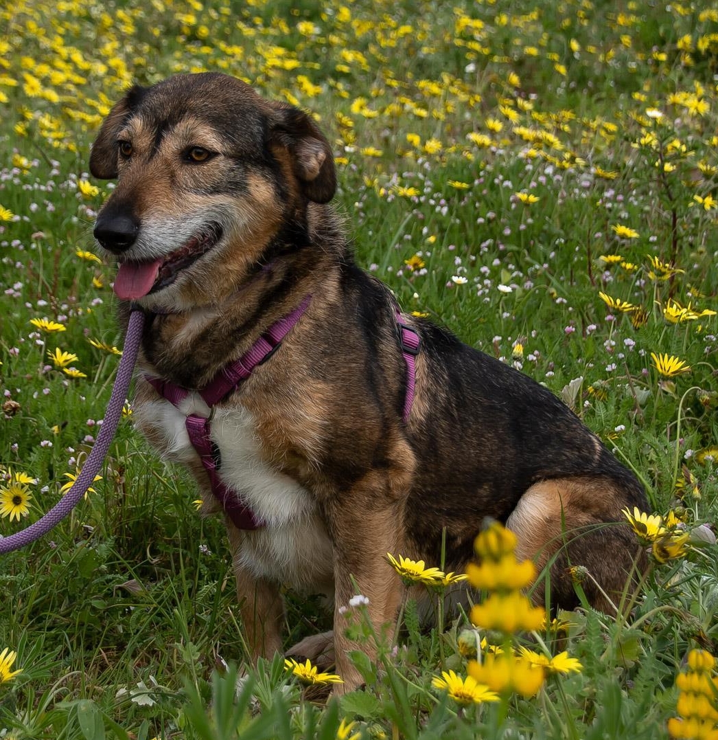 Mischlingshündin Emily, eine ängstliche Hunde Seele Mischlingshündin Emily, eine ängstliche Hunde Seele