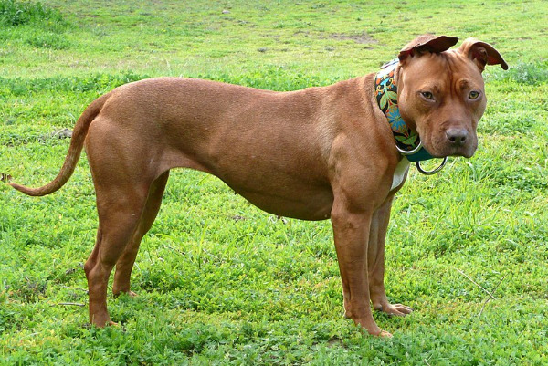 Familienfreundlicher Pitbull zu verkaufen