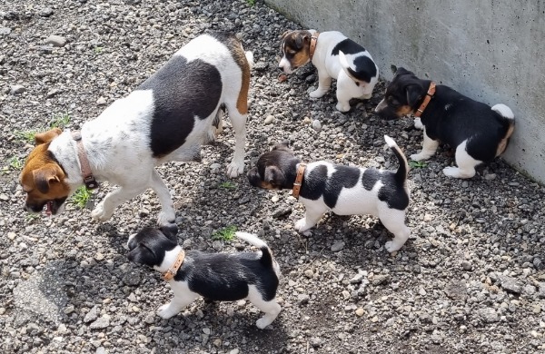 Jack-Russel, Welpen, tricolor, glatthaar, Wurf Jack-Russel, Welpen, tricolor, glatthaar, Wurf
