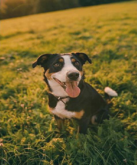 Apenzeller Sennenhund