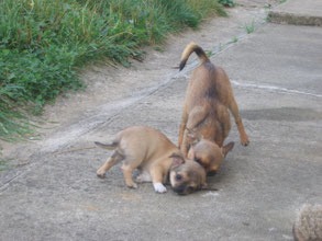 Nuova cucciolata di cuccioli di Chihuahua di razza pura