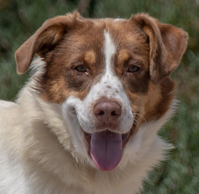 Mischlingsrüde Rupert, ein ganz braver Hund