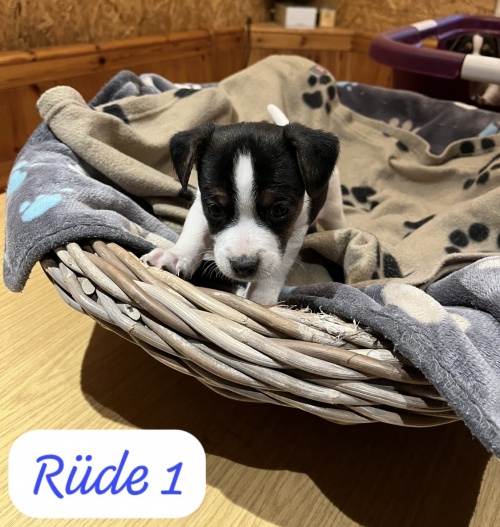 Jack Russell-Welpen Jack Russell-Welpen
