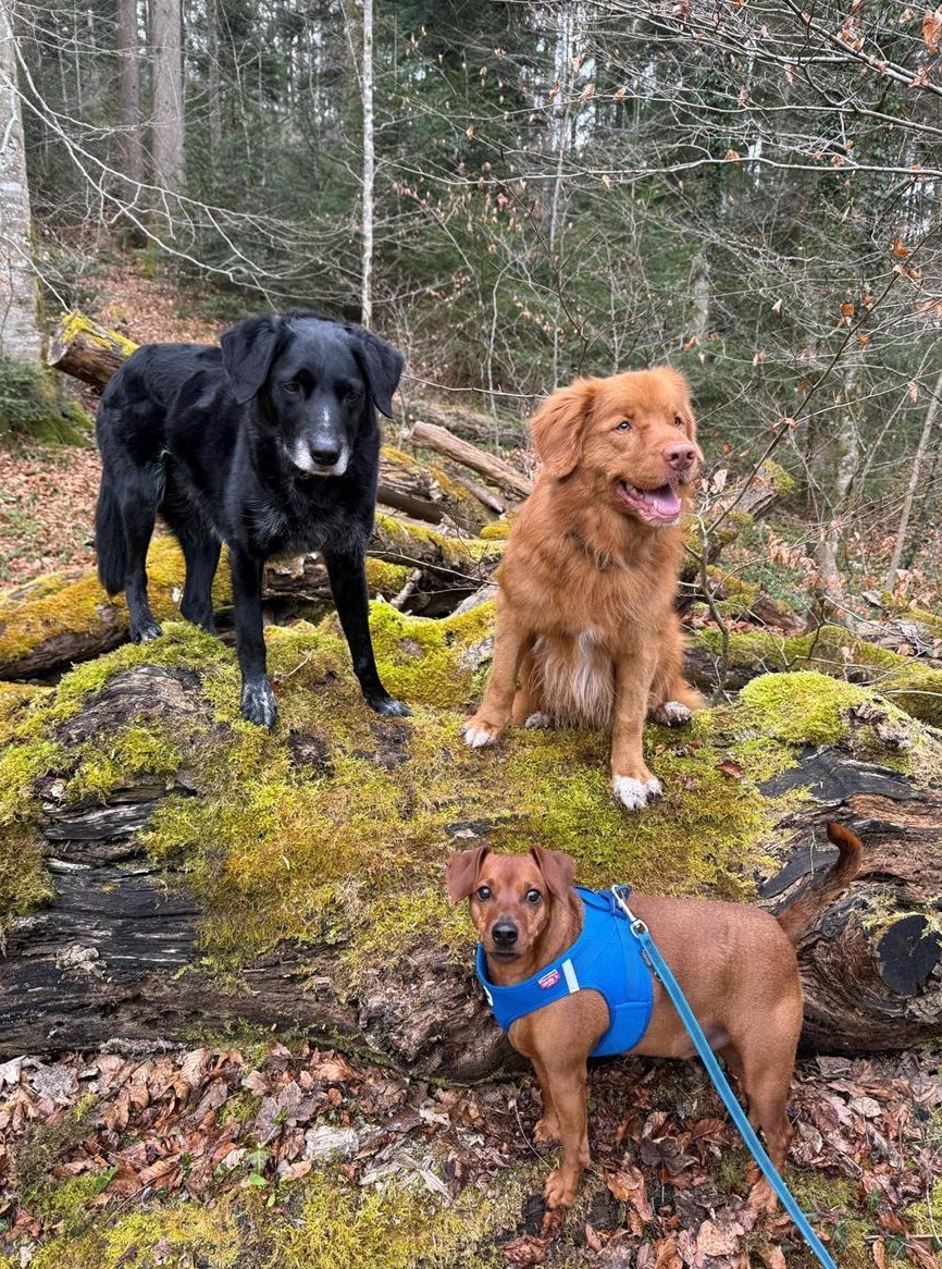 Hundelodge Bern | Hundebetreuung & Hundetagesstätte Hundelodge Bern | Hundebetreuung & Hundetagesstätte