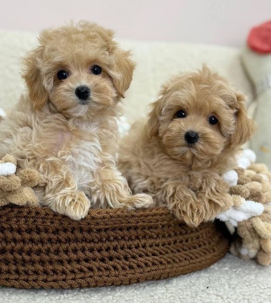 Maltipoo-Pudel Welpen Maltipoo-Pudel Welpen