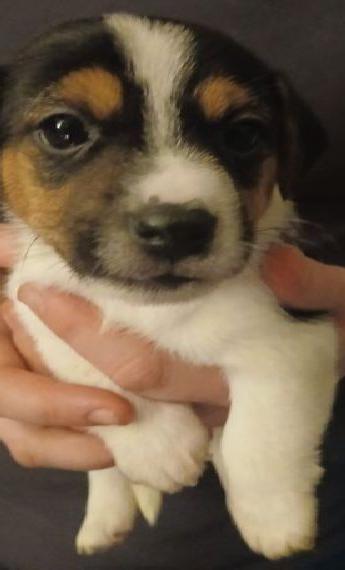 Jack Russell Welpe Rüde Jack Russell Welpe Rüde