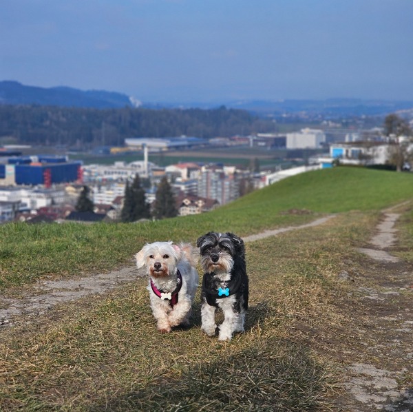 Hundebetreuung mit Herz Hundebetreuung mit Herz