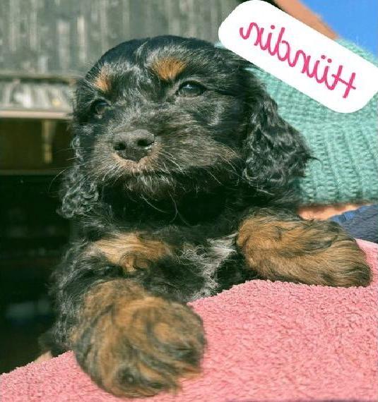 Cockapoo