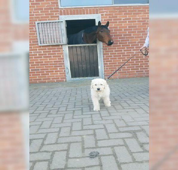 Goldendoodle Welpen