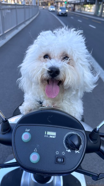 Sunny cherche une jolie femelle Maltese pour saillie Sunny cherche une jolie femelle Maltese pour saillie
