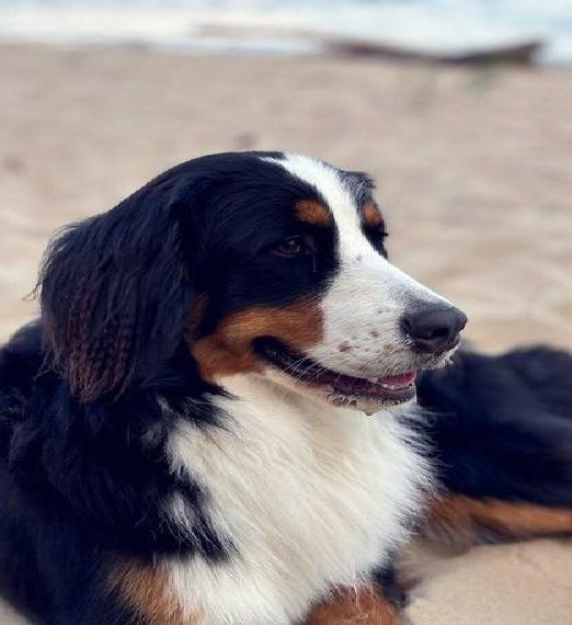 Berner Sennenhund abzugeben Berner Sennenhund abzugeben