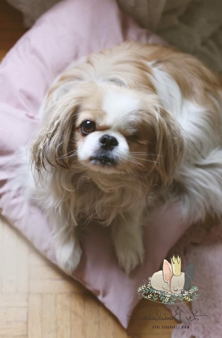 Liebevolle PRIVATE Hundebetreuung, Stadt Bern Liebevolle PRIVATE Hundebetreuung, Stadt Bern