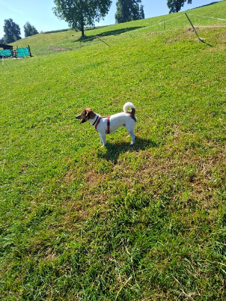 Jack Russell 3.Jahre männlich Jack Russell 3.Jahre männlich