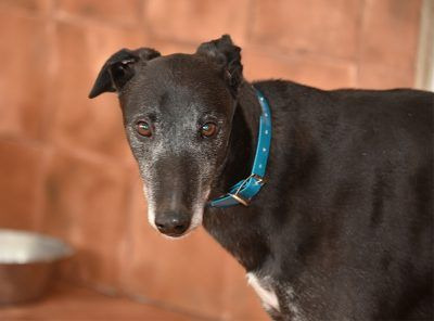 Greyhound Montague sucht ein Zuhause