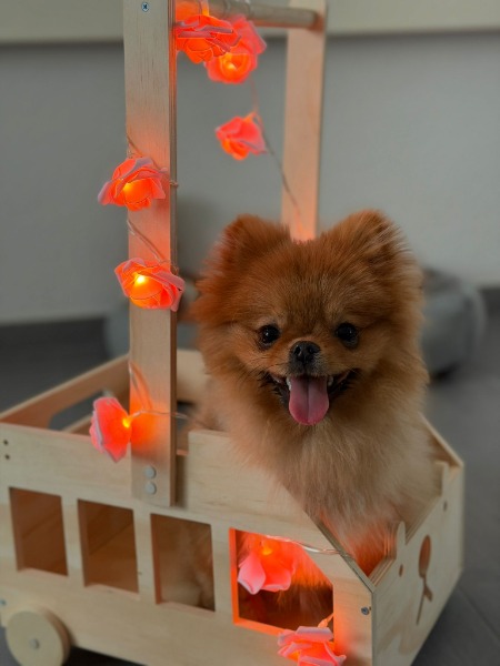 Liebevoller Pomeranian-Rüde sucht ein neues Zuhause Liebevoller Pomeranian-Rüde sucht ein neues Zuhause