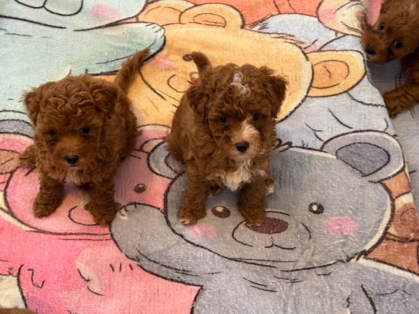 Maltipoo Welpen Maltipoo Welpen