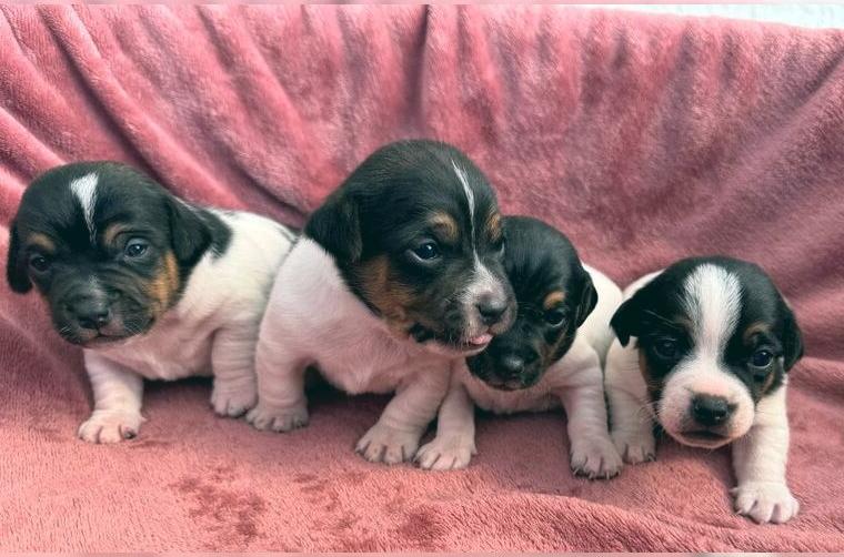 Jack-Russell-Terrier-Welpen _ reingezogen - kurzbeinig Jack-Russell-Terrier-Welpen _ reingezogen - kurzbeinig