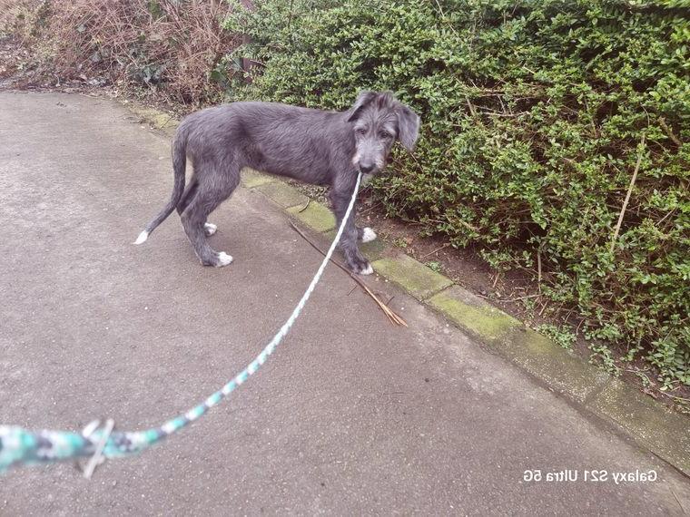 Irish Wolfhound Welpen
