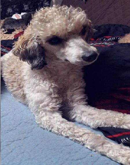 Aussidoodle