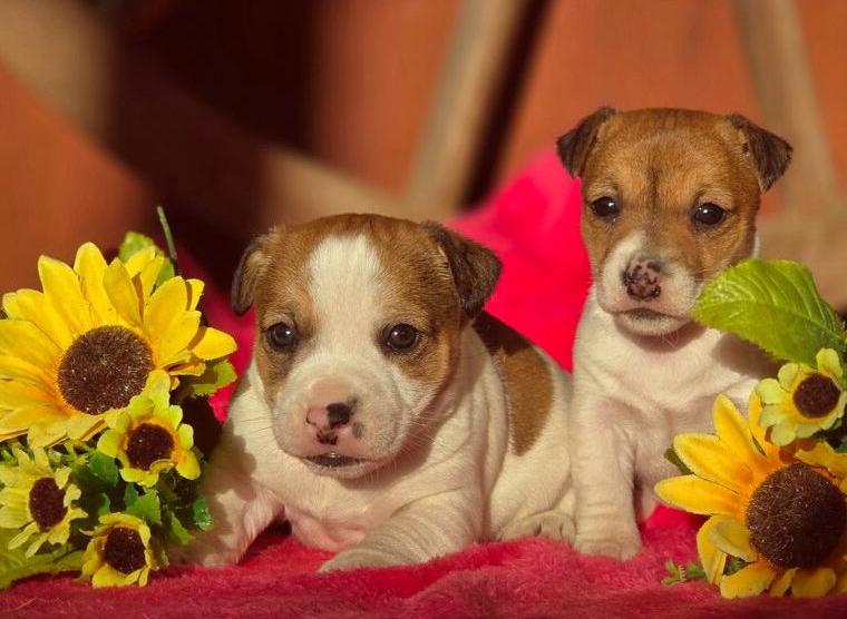 Jack Russell Terrier Welpen - reinrassig o.P. Jack Russell Terrier Welpen - reinrassig o.P.