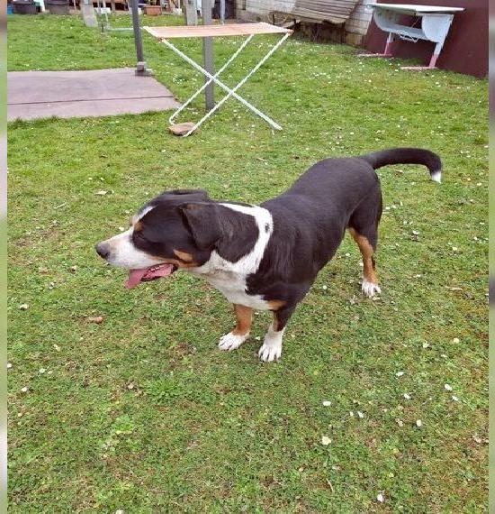 Sennenhund Rüder Sennenhund Rüder