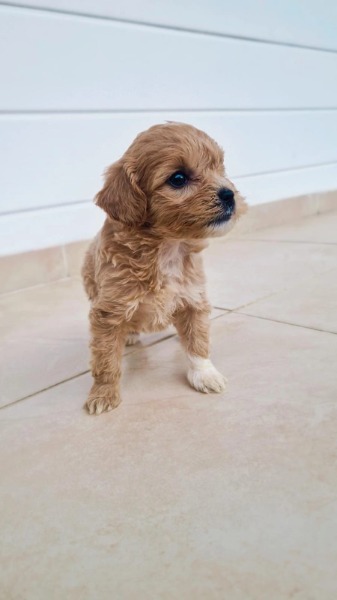 Maltipoo F1 Welpen