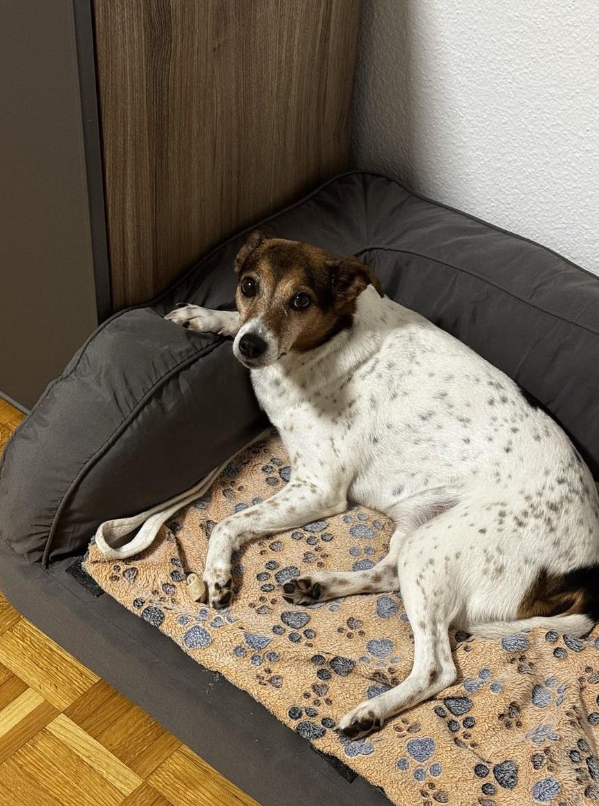 10-jährige Jack Russell Hündin sucht liebes Zuhause 10-jährige Jack Russell Hündin sucht liebes Zuhause