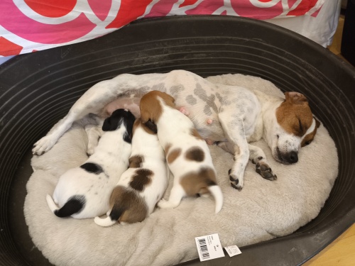 Wunderschöne reinrassige Jack Russel Welpen Wunderschöne reinrassige Jack Russel Welpen