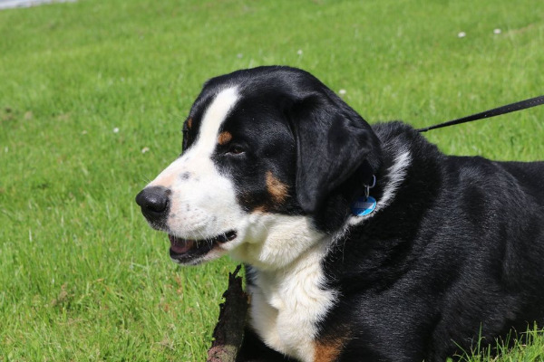 Appenzeller Sennenhund Appenzeller Sennenhund