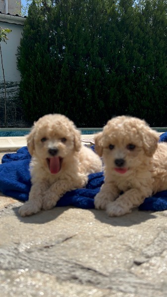 Maltipoo Welpen Maltipoo Welpen