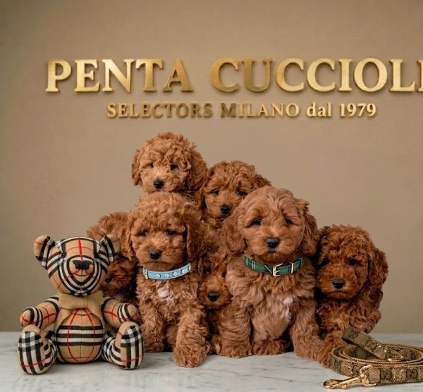 pudel-poodle-barboncino pudel-poodle-barboncino
