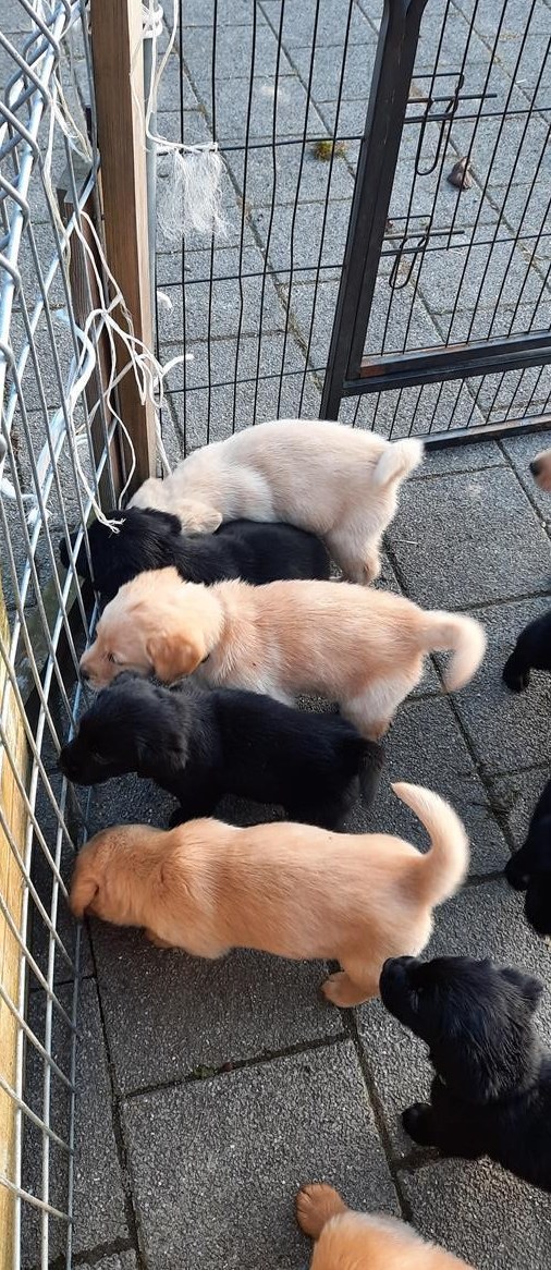 Labrador Golden Retriever Welpen vom Bauernhof