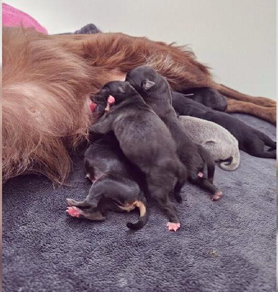 Chihuahua Welpen Mädels