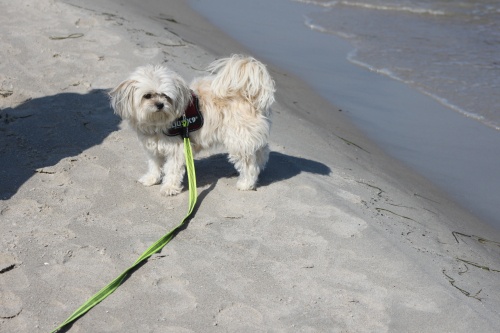 Hundebetreuung Hundebetreuung
