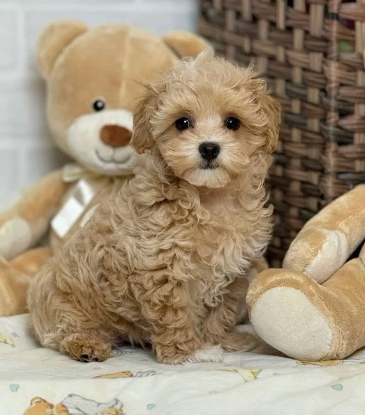 maltipoo toy -- Toy- maltipoo maltipoo toy -- Toy- maltipoo